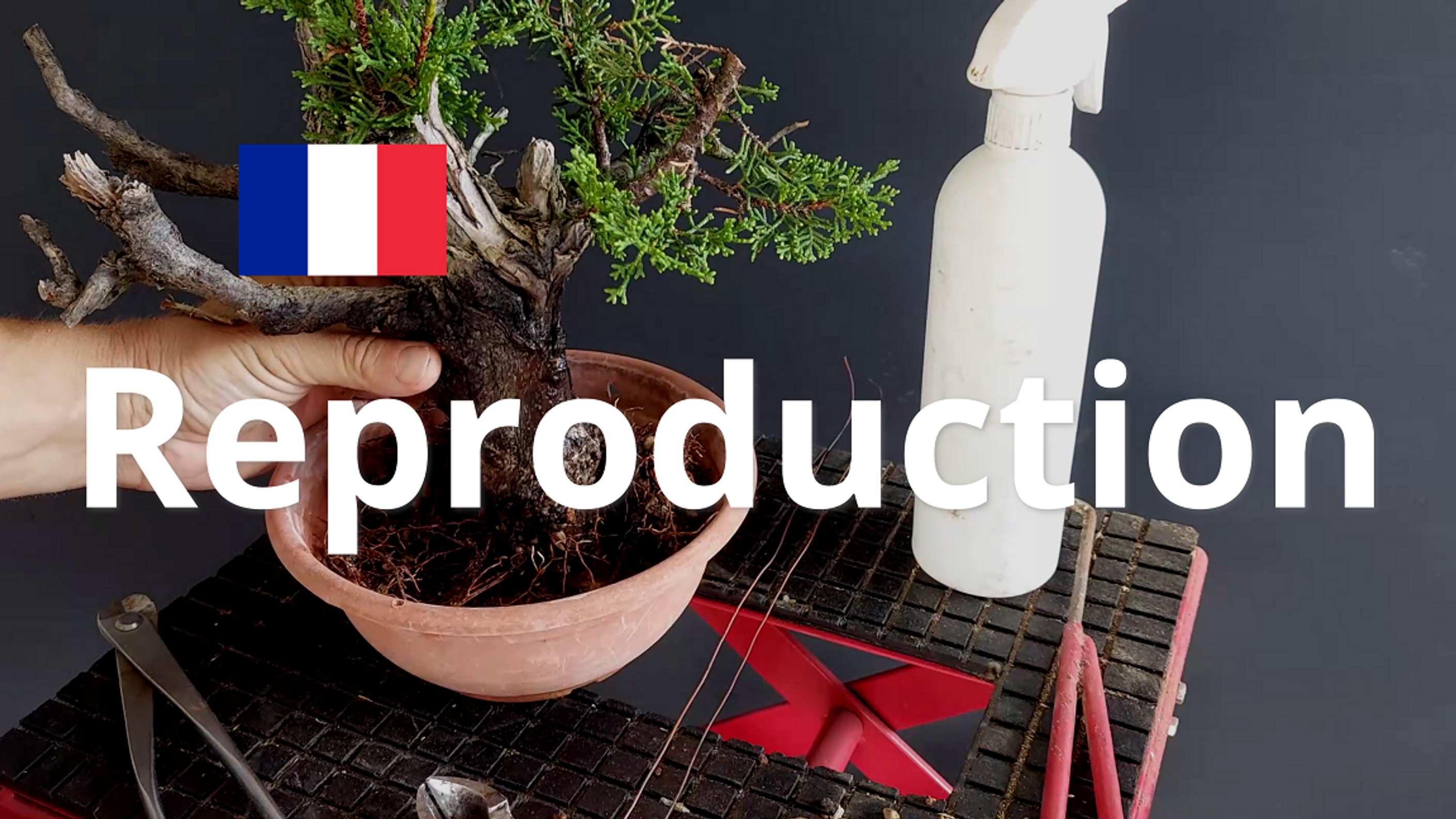 Reproduction - Français